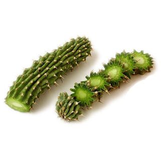 hoodia gordonia - gubahan Reduslim